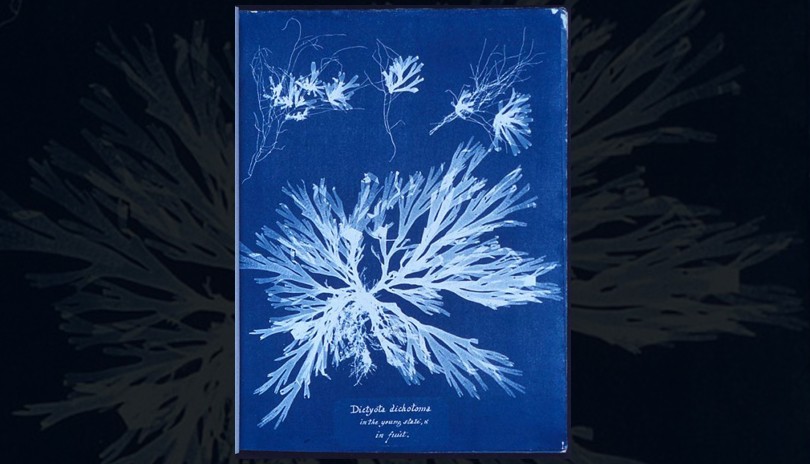Botanical Cyanotype and Stump Embroidery Workshop