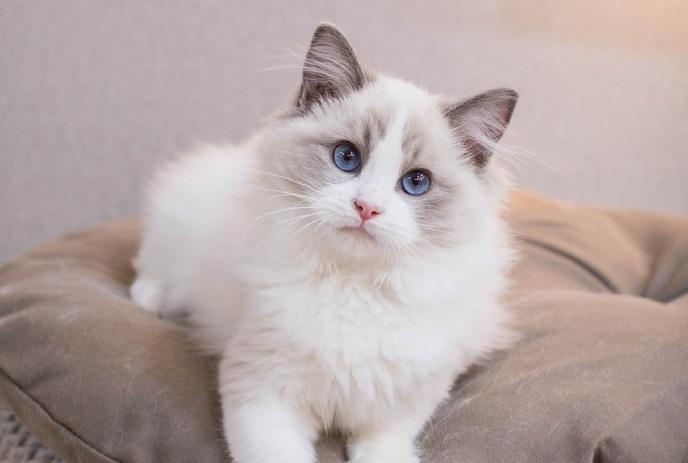 Fluffy white and gray kitten with blue eyes sitting on a beige cushion indoors.