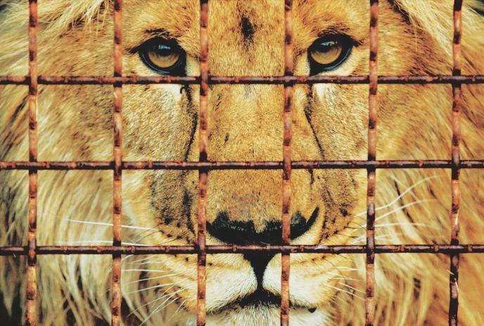 Lion’s golden face behind rusted cage bars, eyes intense.