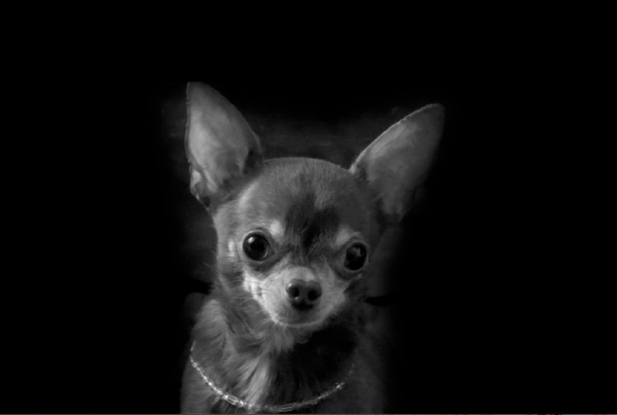 A black and white photo of a Chihuahua