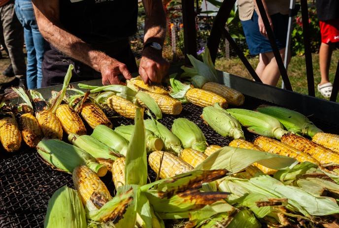 Person grills corn on large outdoor grate as charred cobs and husked ears cook during lively gathering.