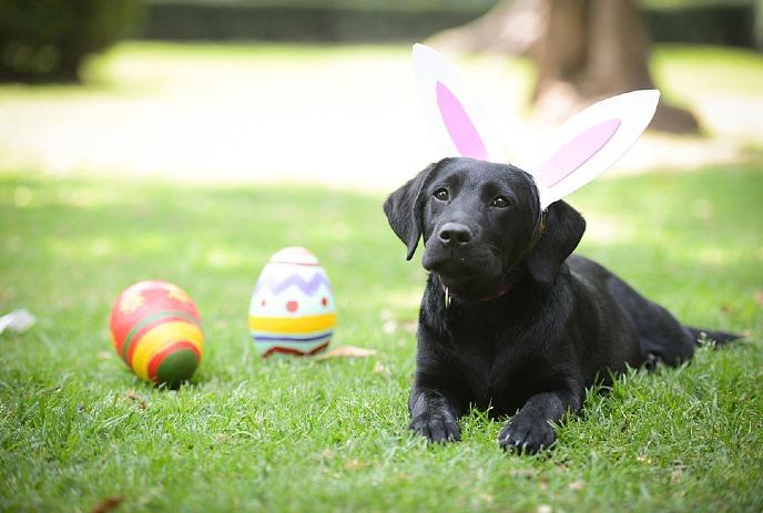 A black lab sitting on grass, wearing bunny ears, with two easter eggs near it.