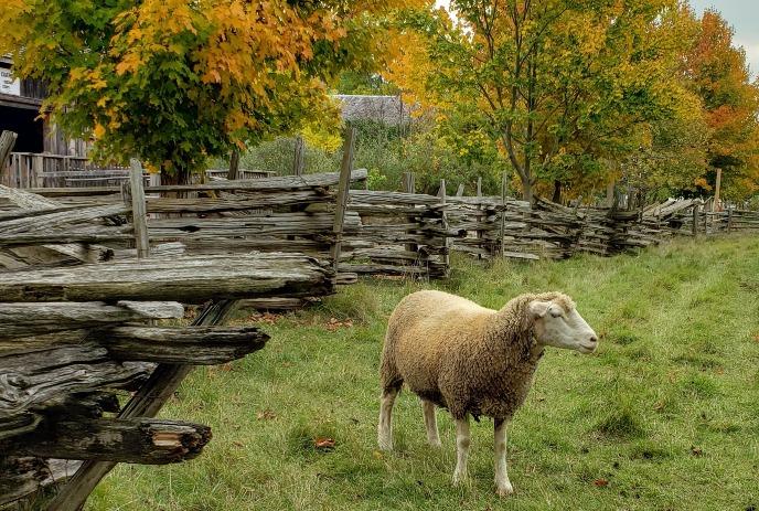 A sheep stands in a grassy field beside a split-rail fence and vibrant autumn trees.