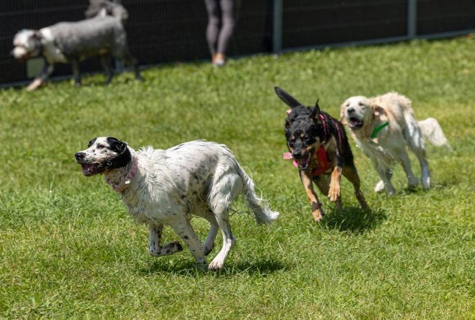 Dogs running on a grass field.