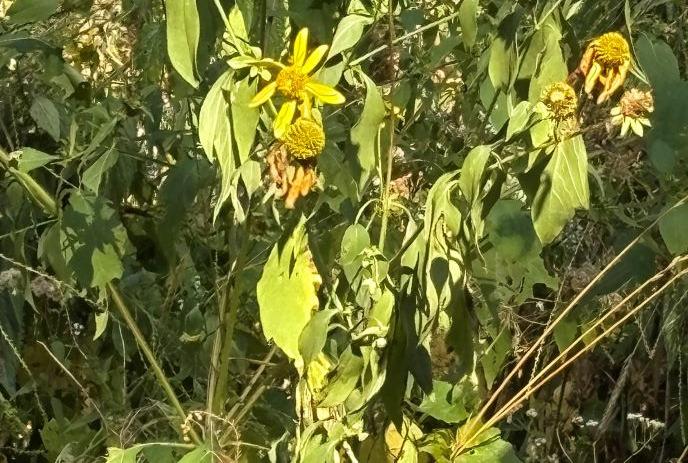 Yellow flowers surrounded by greenery.