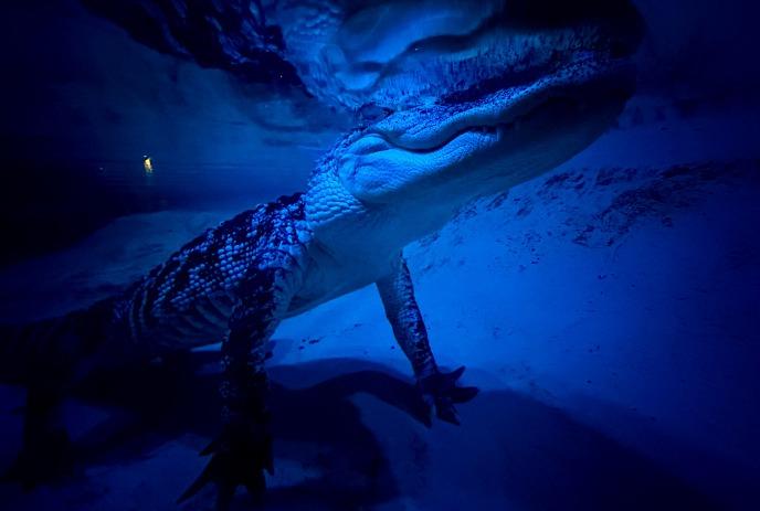 Large alligator underwater in a blue-lit habitat, walking along the sandy bottom of an aquarium.