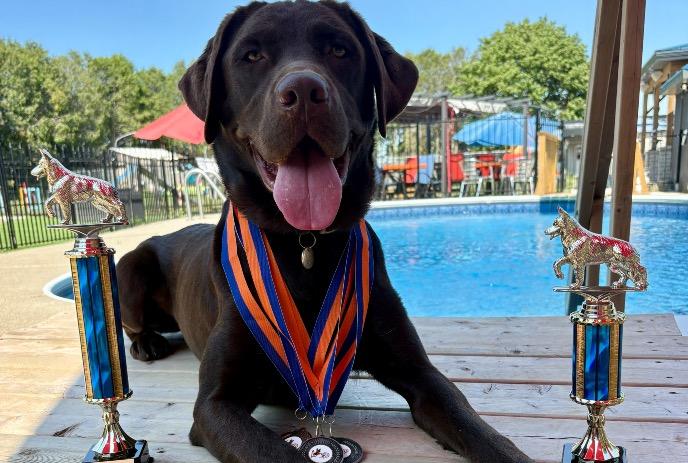 A large chocolate lab lying in front of a pool with awards beside them.
