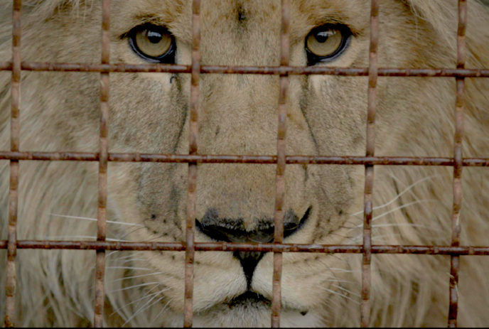 A lion stares through rusted cage bars with steady eyes that hold a quiet mix of strength and sorrow.