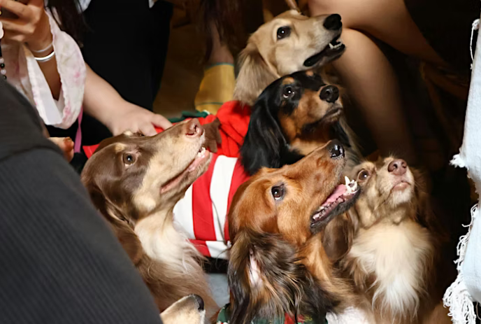A group of six dachshunds sits closely together, some in costumes, all looking up.