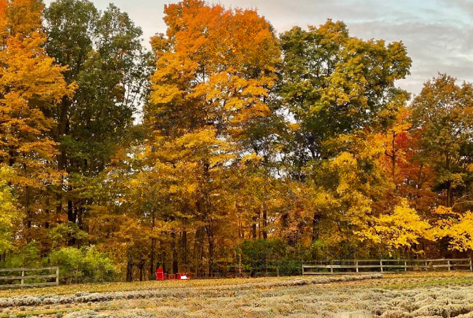 Golden autumn trees, a wooden fence, and red chairs rest in a quiet field, inviting relaxation and warmth.