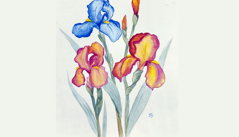 Watercolour Art Class - Irises