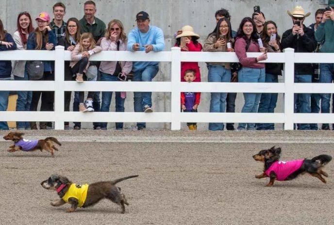 Dachshunds in colorful vests race on a dirt track as a crowd watch behind a fence.