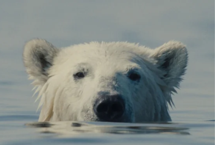 A lone polar bear sticks its head out of the water.