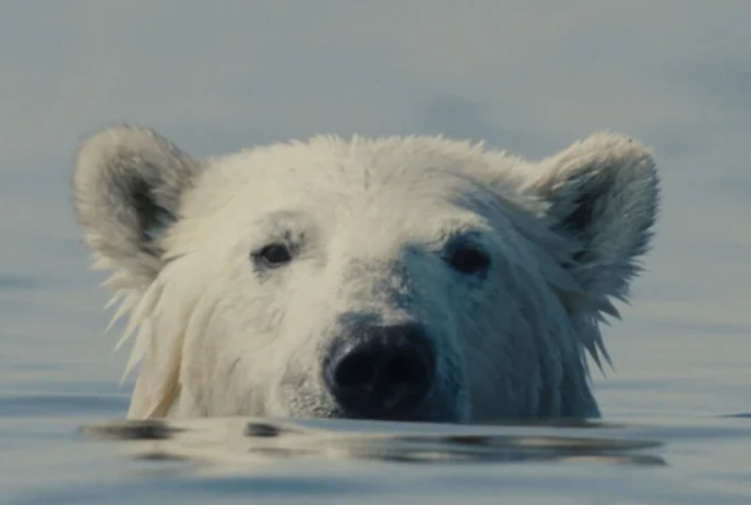 A lone polar bear sticks its head out of the water.