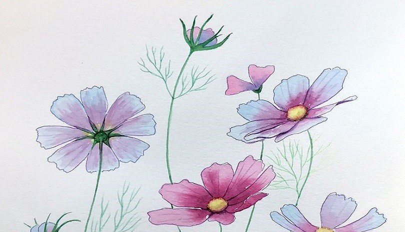 Watercolour Art Class - Cosmos Flowers