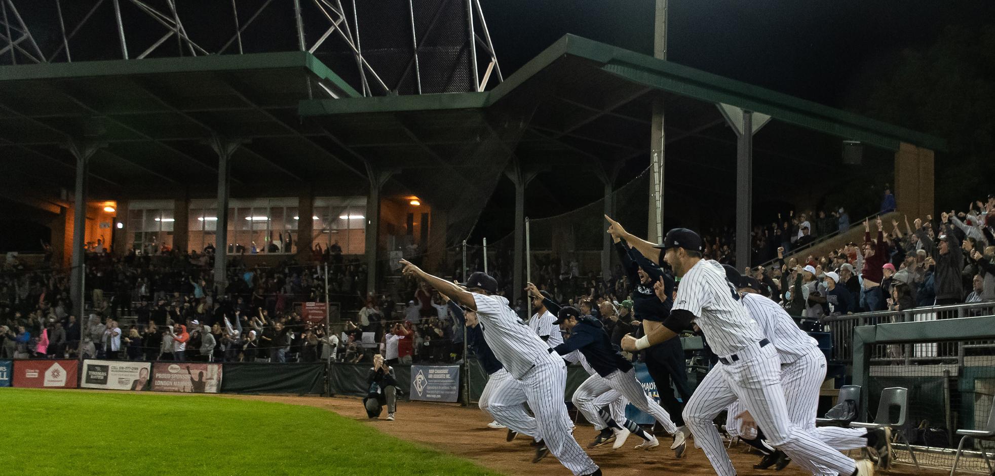 London Majors players rush the field at Labatt Park to celebrate winning the 2021 IBL Championship