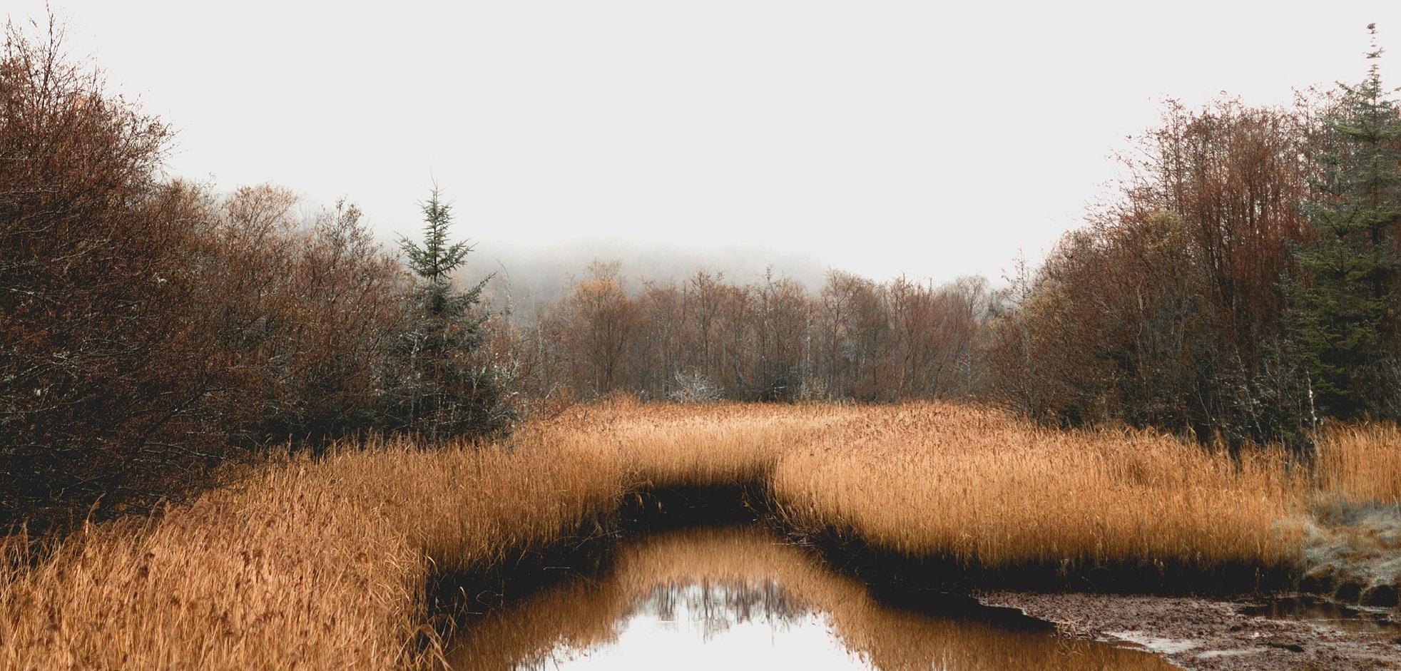 View of tall grass and Redmond's Pond in Sifton Bog