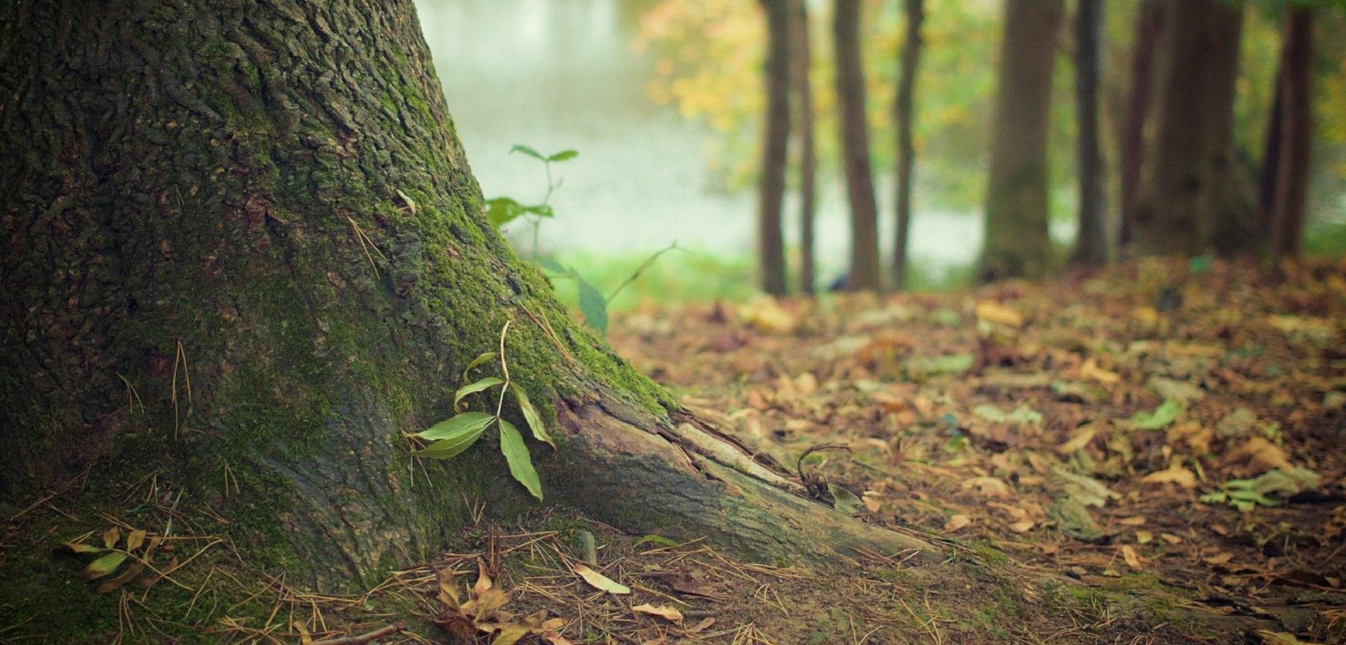 A close up of a tree trunk with several trees in the distance in Medway Valley Heritage Forest