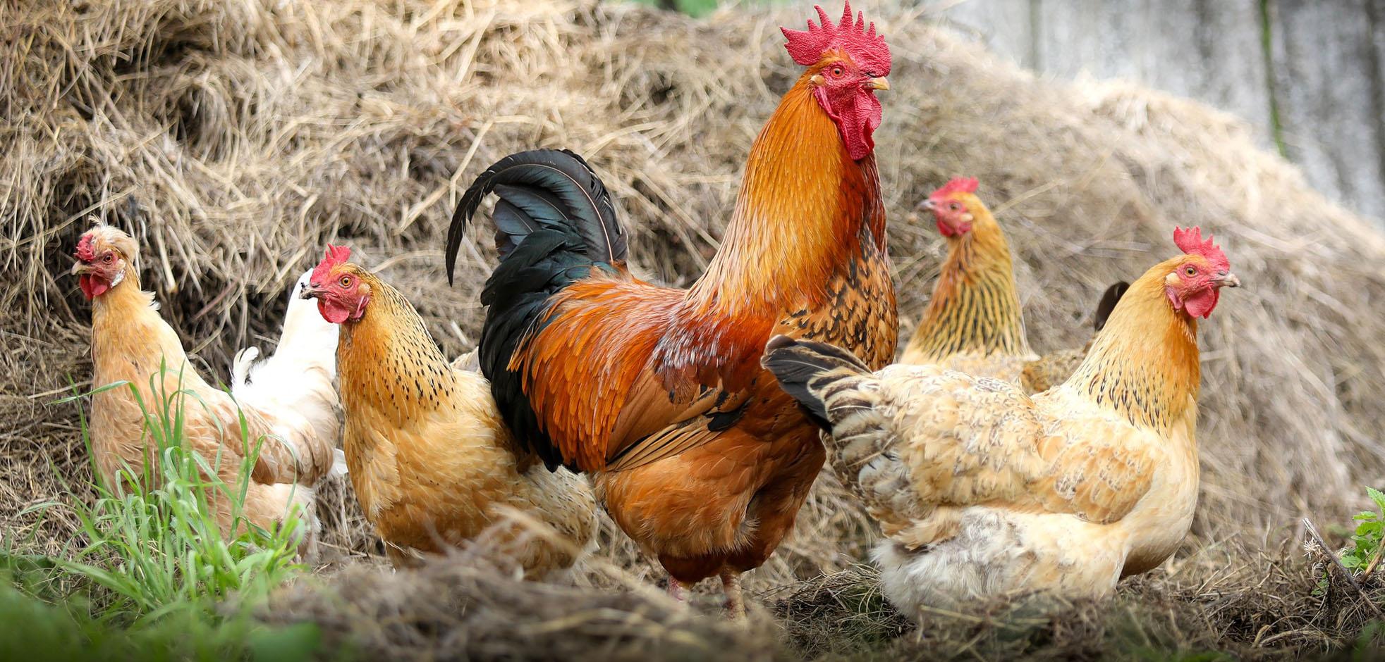 Rooster in a group of chickens surrounded by hay