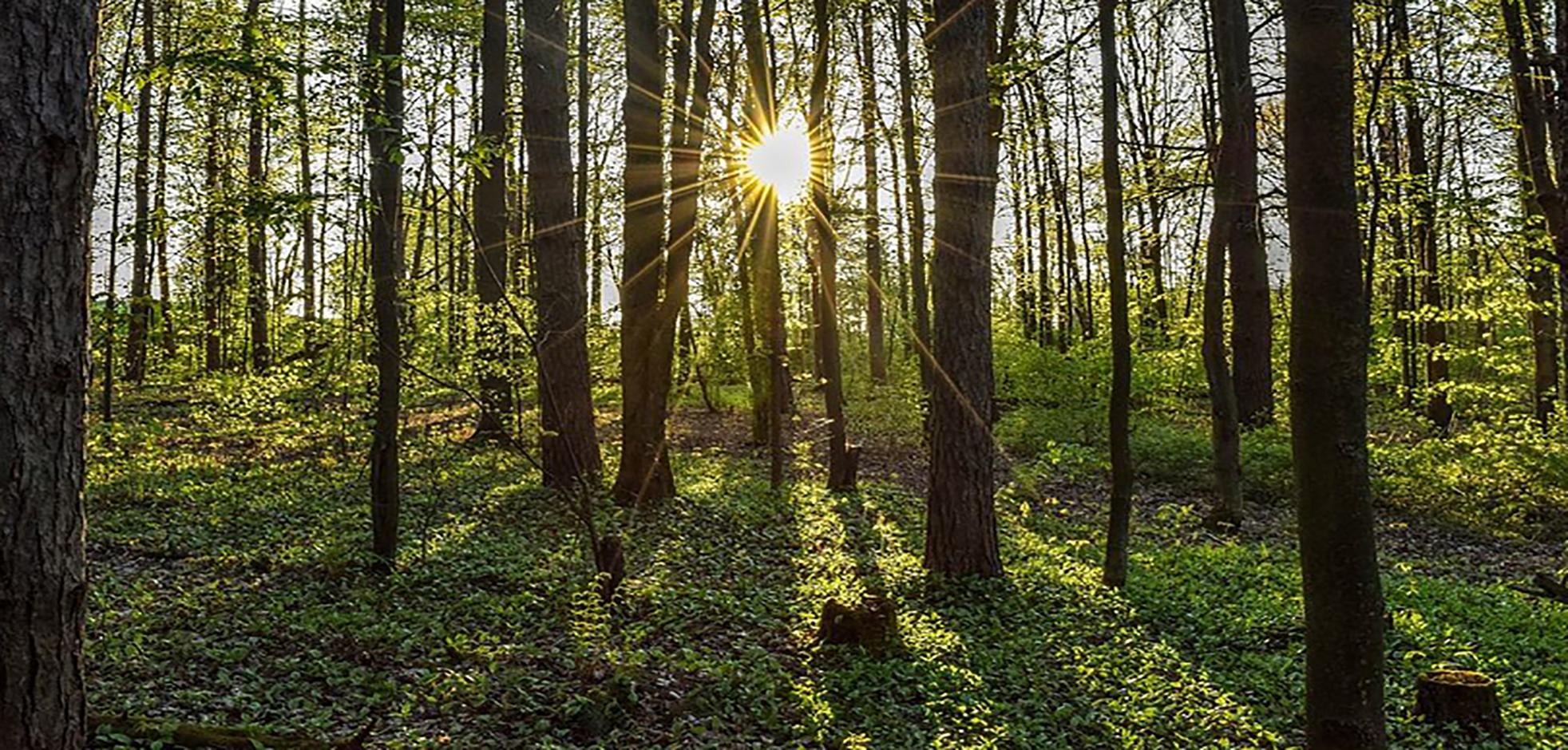 Trees and path in Kains Woods Trail located in London, Ontario, Canada