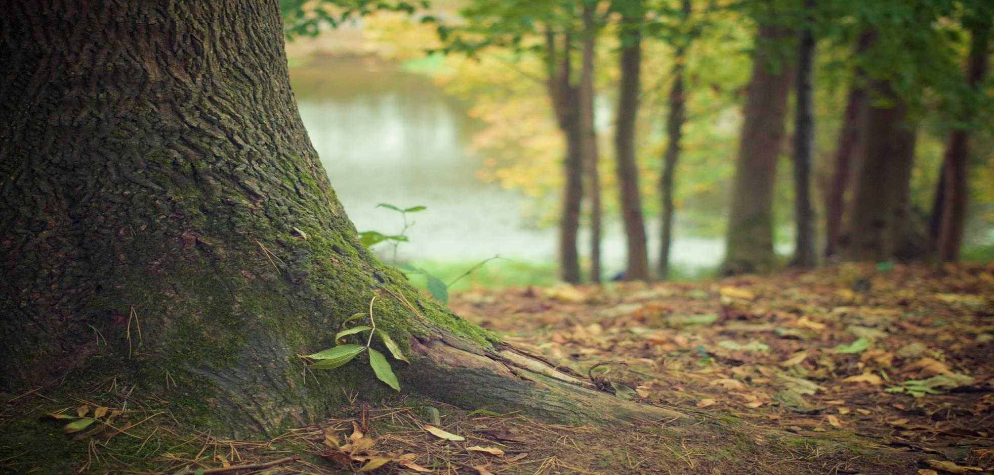 close up of a tree stump in front of a pond with surrounding trees.