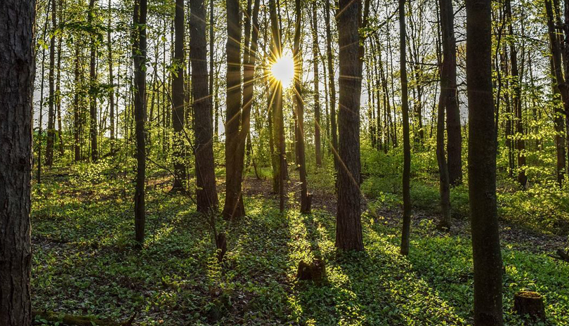 Trees within a forest with the sun shining through