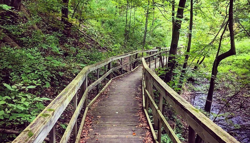 A winding bridge walkway leading through Longwoods Conservation Area trails