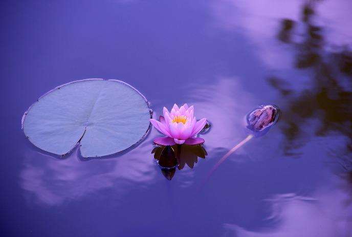 lilly pad