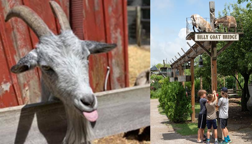 Clovermead Adventure Farm