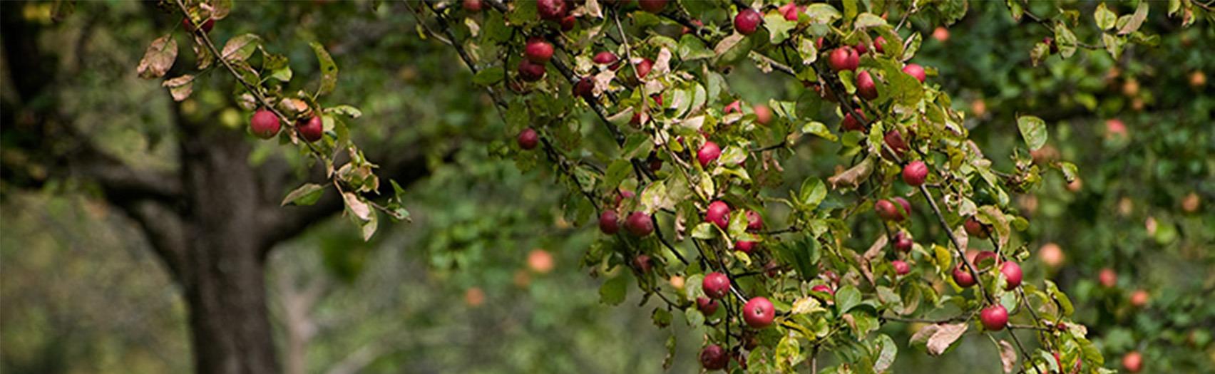 Apple Land Station Apple trees