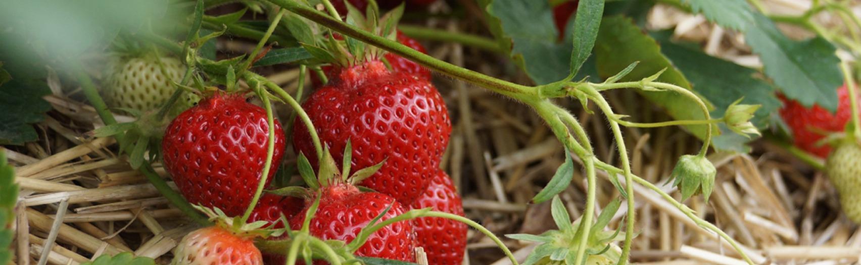 Heeman's Summer strawberries