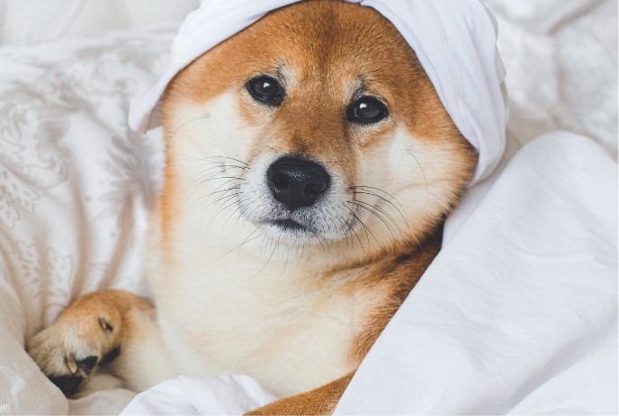 A Shiba Inu dog with a white towel wrapped around its head sits on a bed, partially covered by a white blanket.