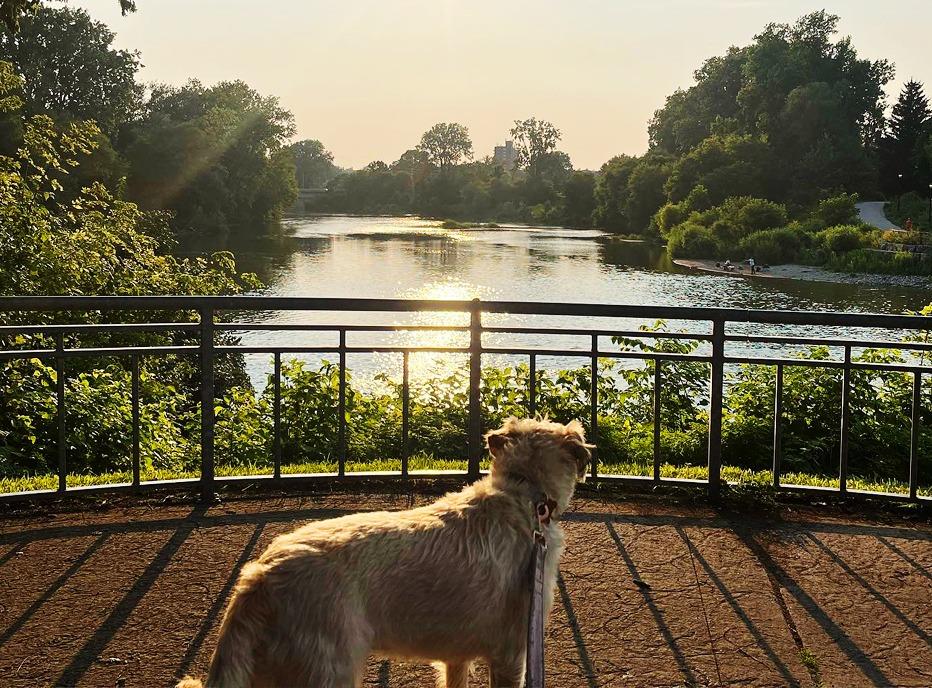 A dog standing on a dock looking at the Thames river in Springbank Park, located in London, Ontario