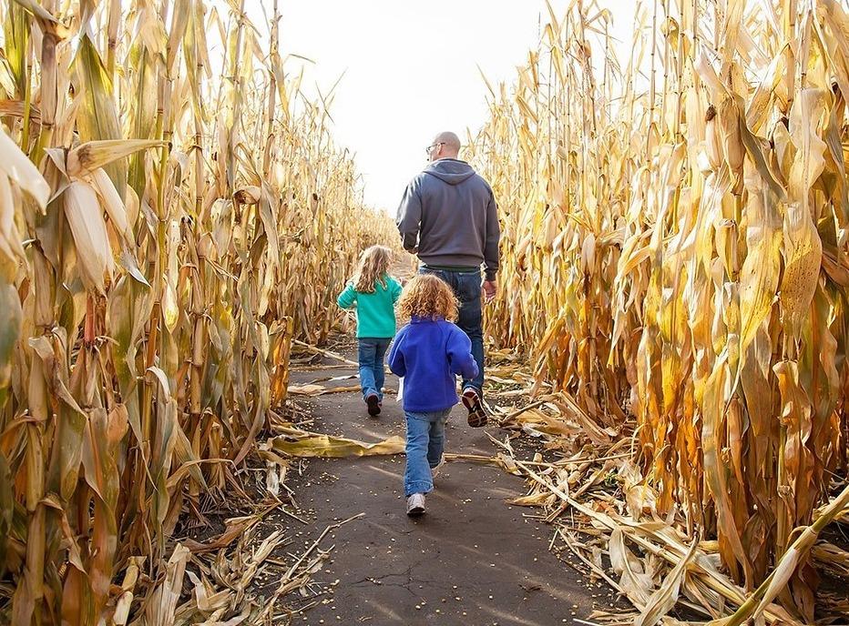 A father with his two children walking through a corn maze