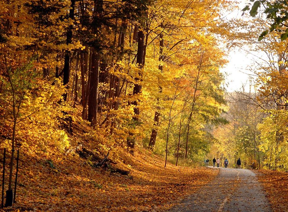 People walking on a paved path surrounded by colourful trees in Springbank Park located in London, ON during the fall season