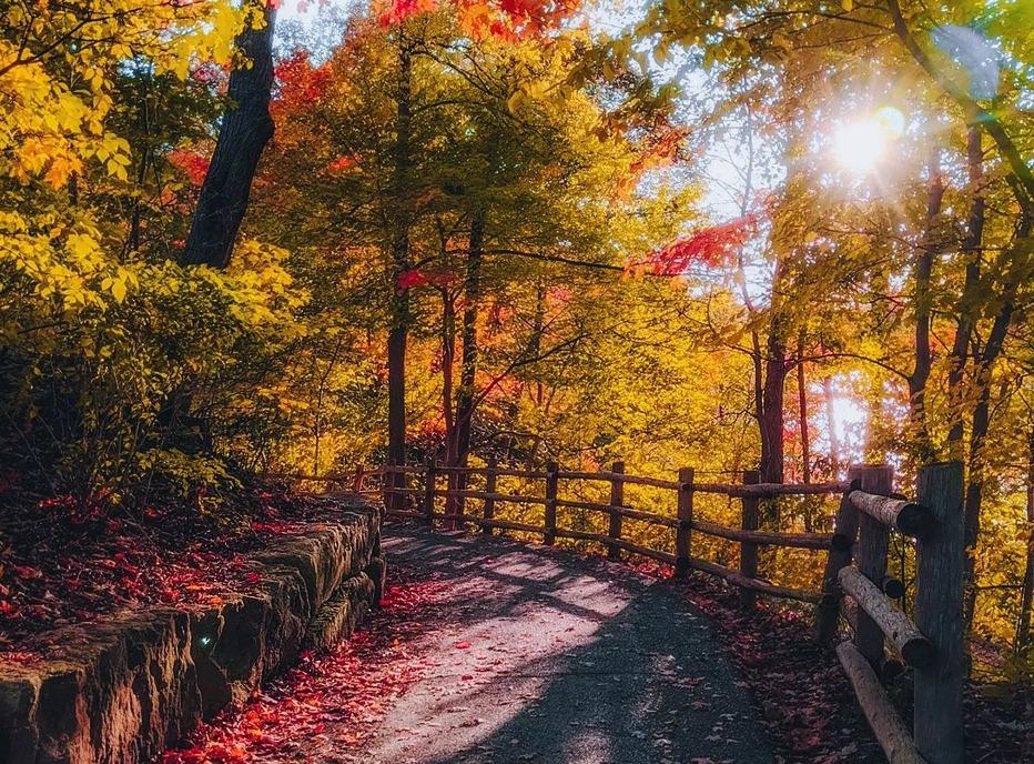 A trail in the middle of a forest, surrounded by trees in the fall season, located in London, Ontario
