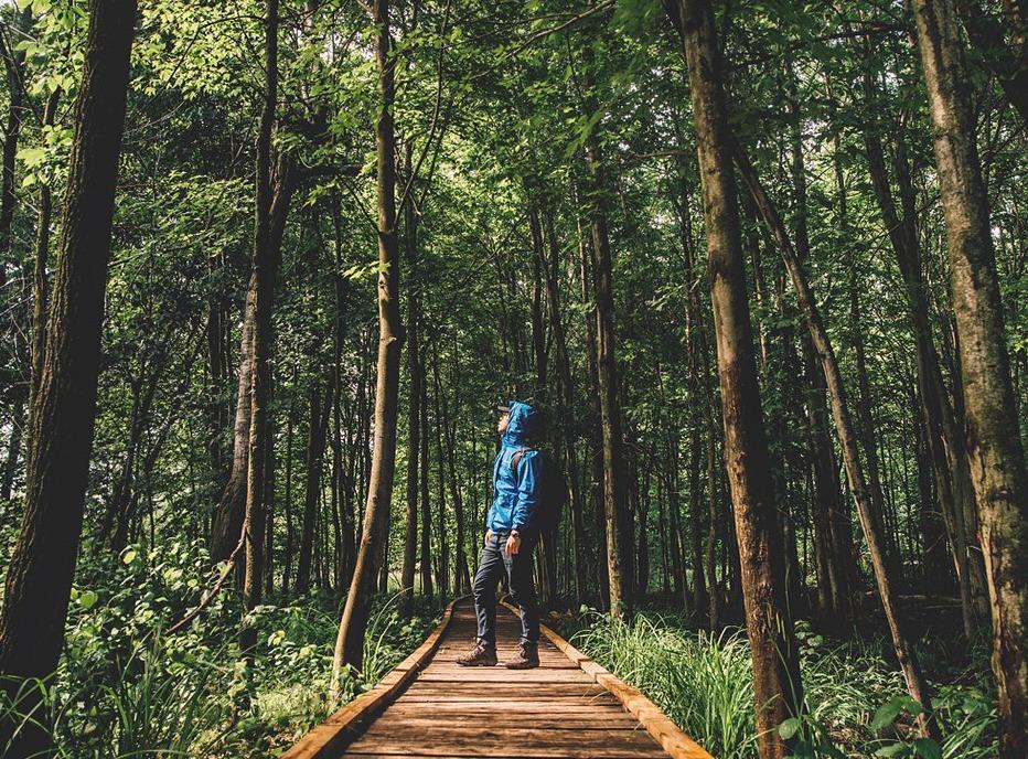 A person standing in the middle of a wooden path surrounded by trees in Sifton Bog, located in London, Ontario