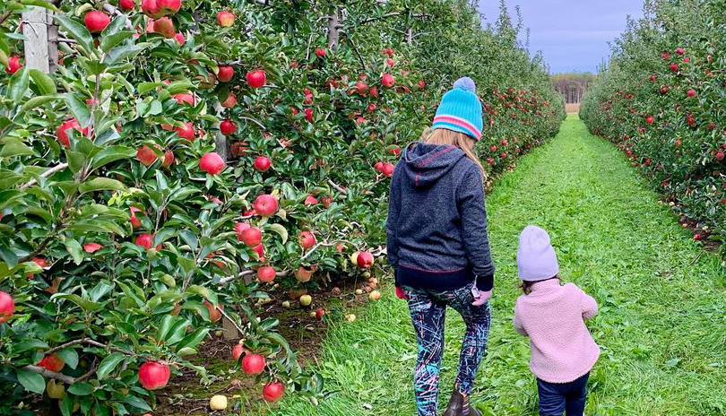 Two children walking through an apple orchard at Great Lakes Farms