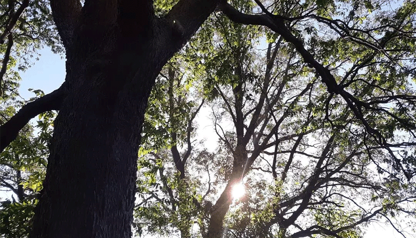 Trees in the Kilally Meadows Environmentally Significant Area.