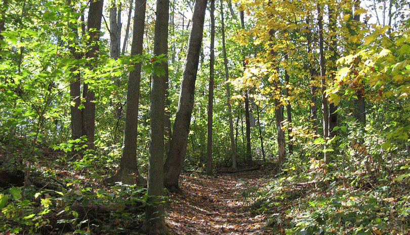 Warbler Woods located in London, Ontario