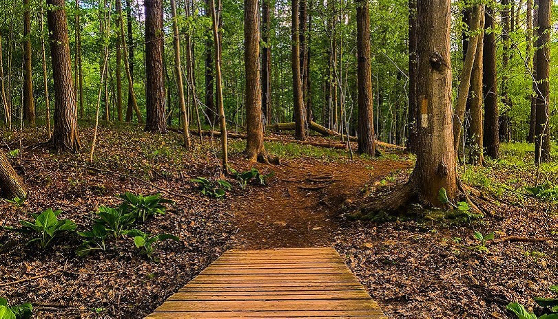 A wooden path leading into a forest in Kains Woods located in London, Ontario