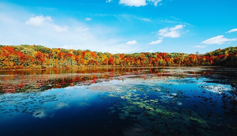 Landscape shot of Westminster Ponds Conservation Area with red, yellow and orange leaves