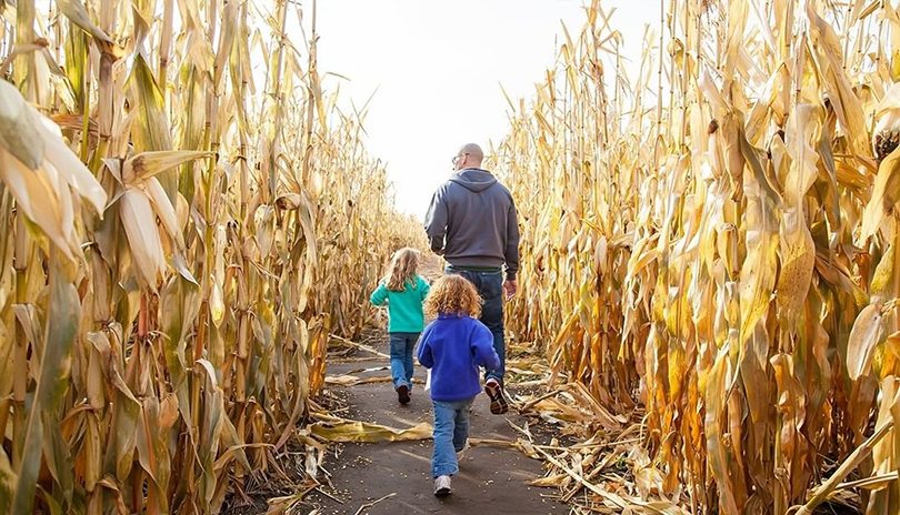 Two young girls running after their father in a corn field at apple land in ontario