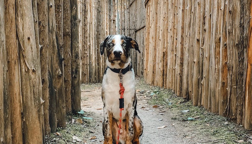 Longwoods Road Conservation Area • London, Ontario - @hank.theaussiehoulatank Instagram 