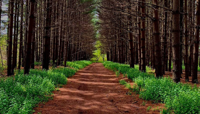 Fanshawe Conservation Area trail with pine trees on either side