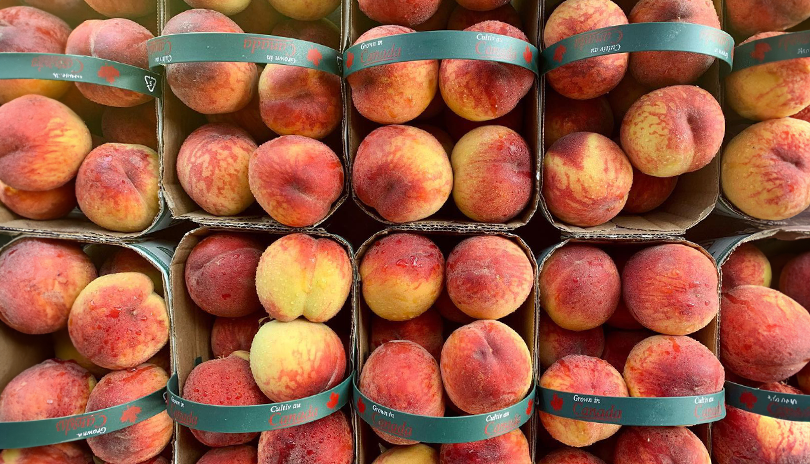 Buckets of fresh peaches from Great Lakes Farms