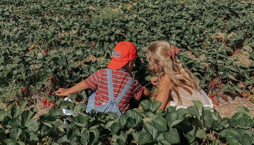 Children picking strawberries at Heeman's Berry Farm