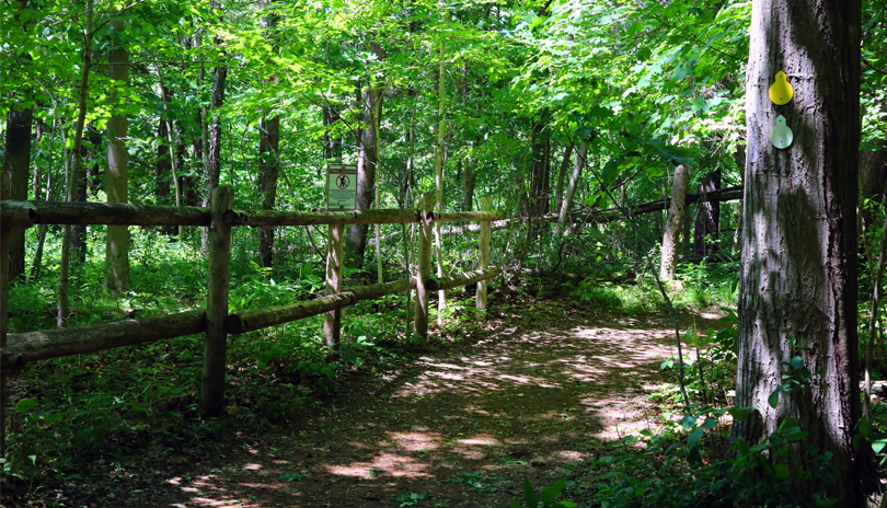 Kains Woods Trail with wooden railing and sign