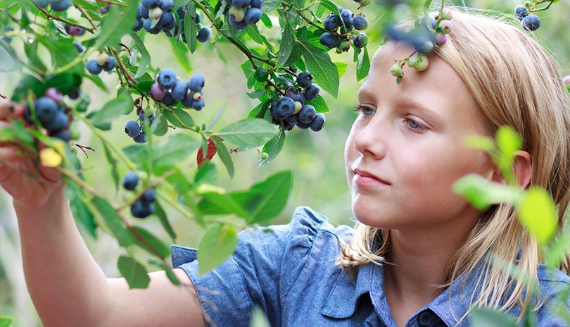 Young girl picking blueberries at Kustermans Adventure Farm