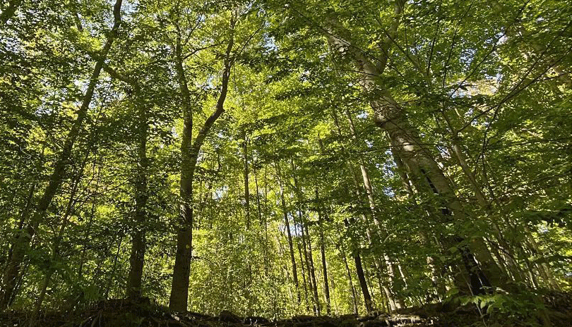 Medway Valley Heritage Forest • London, Ontario